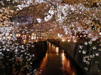 目黒川夜桜.jpg