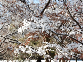Shinjyuku Garden Snow (2)_S.JPG